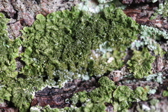 Melanohalea elegantula