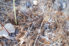 Elaeoselinum asclepium