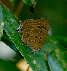 Arhopala