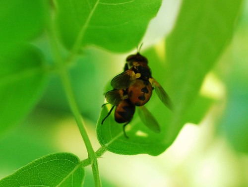 Ladybird Fly