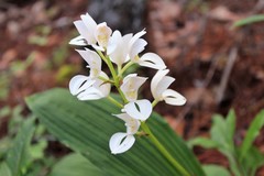 Govenia liliacea
