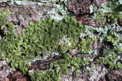 Melanohalea elegantula