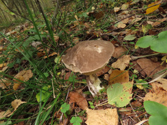 Leccinum variicolor