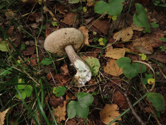 Leccinum variicolor
