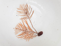Abietinaria