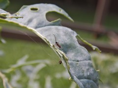 Cotesia glomerata bracovirus
