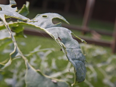 Cotesia glomerata bracovirus