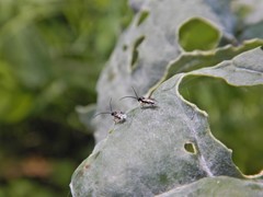 Cotesia glomerata bracovirus