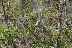 Uraeginthus angolensis