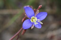Heliophila refracta