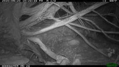 Didelphis virginiana