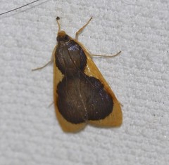 Prooedema inscisalis