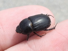 Dyscinetus morator
