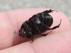 Dyscinetus morator