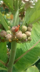 Oncopeltus fasciatus