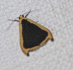 Termessa conographa