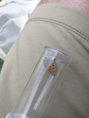 Lycaena phlaeas hypophlaeas