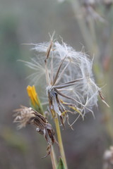 Tragopogon ucrainicus