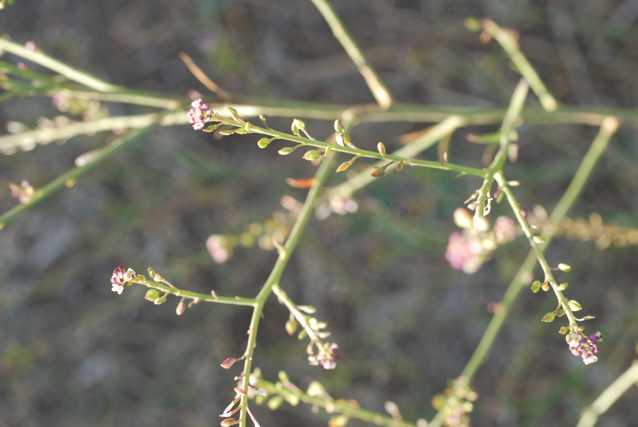 Lepidium graminifolium