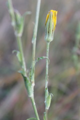 Tragopogon ucrainicus