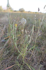 Tragopogon ucrainicus