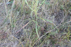 Tragopogon ucrainicus
