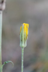 Tragopogon ucrainicus