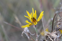 Tragopogon ucrainicus