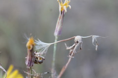 Tragopogon ucrainicus