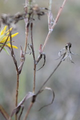Tragopogon ucrainicus
