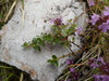 Hairy Thyme - Photo (c) Claudio Flamigni, some rights reserved (CC BY-NC), uploaded by Claudio Flamigni