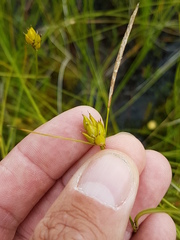 Carex oligosperma