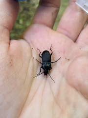 Abax parallelepipedus