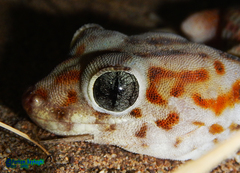 Teratoscincus keyserlingii