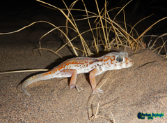 Teratoscincus keyserlingii