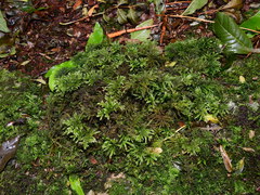Thamnobryum alopecurum
