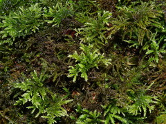 Thamnobryum alopecurum