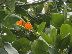 Cordia subcordata