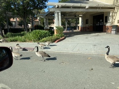 Branta canadensis