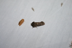 Acrolophus arcanella