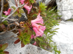 Rhododendron hirsutum