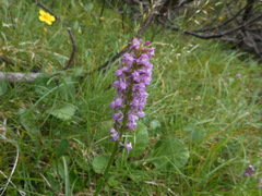 Gymnadenia