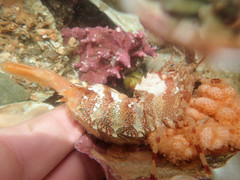 Lebbeus groenlandicus