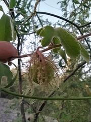 Passiflora pentaschista