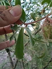 Passiflora pentaschista