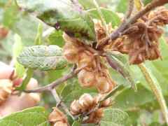 Lasiopetalum macrophyllum