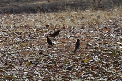 Amblyospiza albifrons