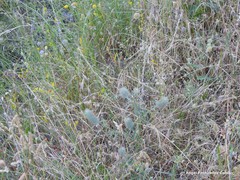 Petrosedum amplexicaule