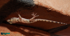 Cyrtopodion scabrum
