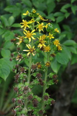 Ligularia splendens